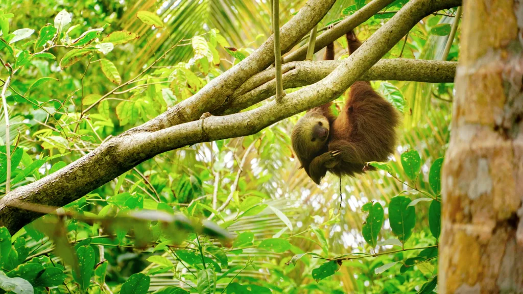 Costa Rica: Sloth